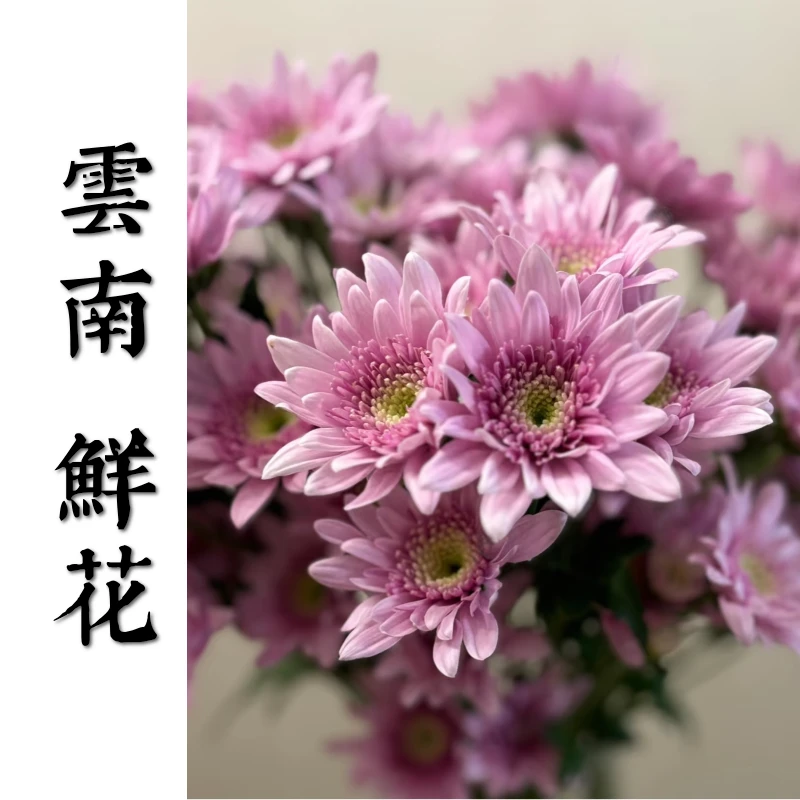 鲜花甄选【粉丹特】 云南鲜花基地直发