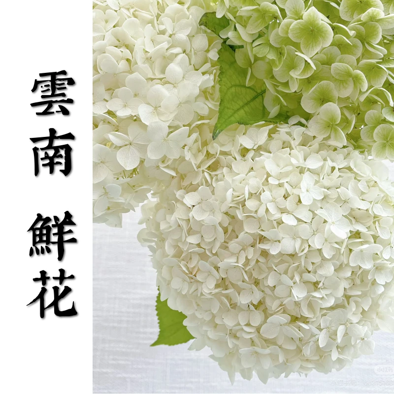 鲜花甄选【安娜绣球】云南鲜花基地直发