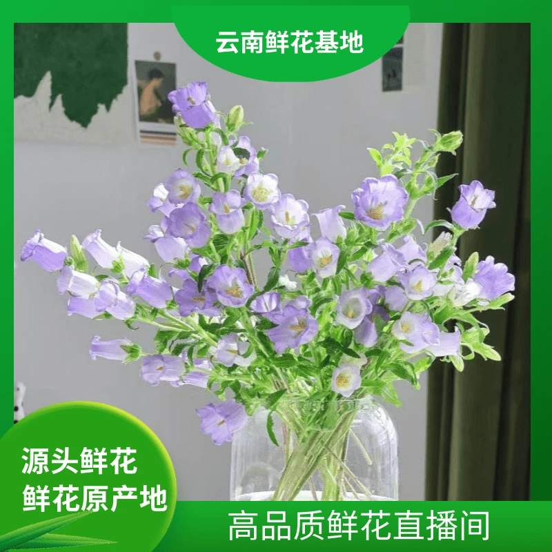 颜花【紫色君影风铃】云南风铃基地直发