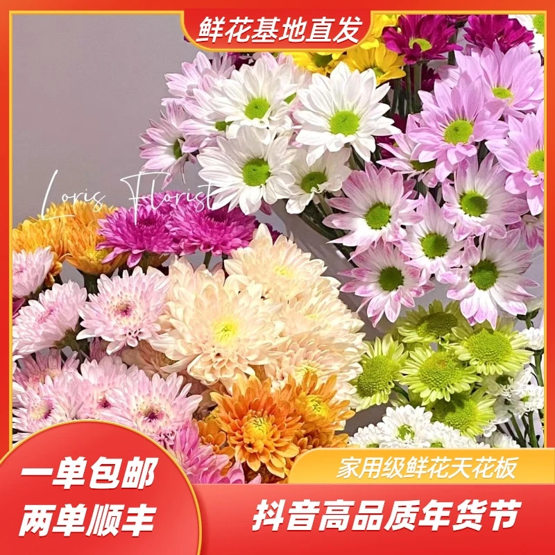 【混色小雏菊福利】云南基地直发 一单发中通