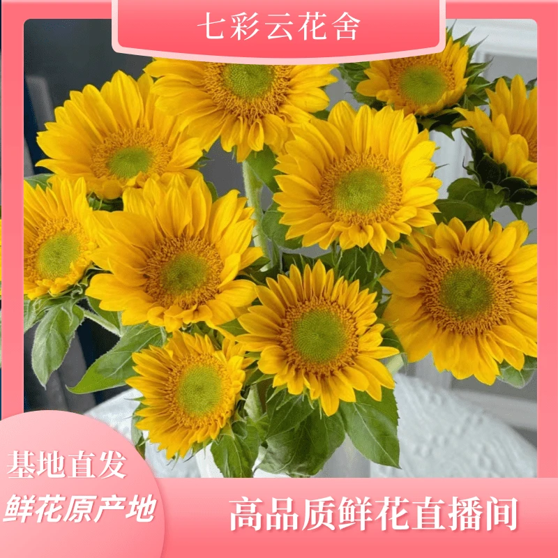 七彩云花【绿心向日葵福利】云南鲜花直发  收到深水醒花~