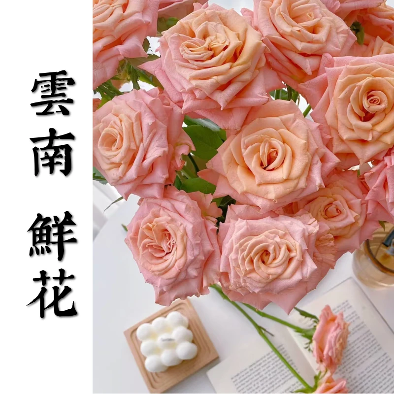 鲜花甄选【微光】云南鲜花基地直发