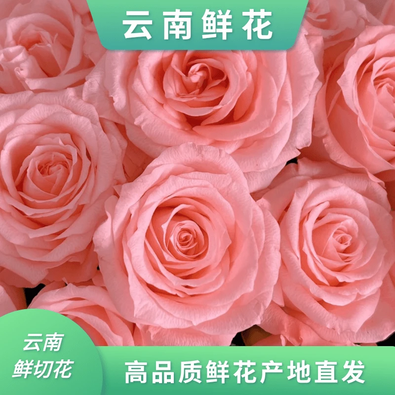 小花【戴安娜玫瑰】云南基地直发