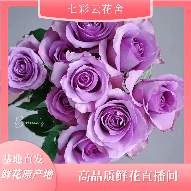 七彩云花【紫霞仙子玫瑰】云南鲜花 收到深水醒花~