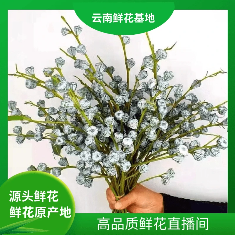颜花【尤加利果凑单福利】云南鲜花基地直发两单升级顺丰/空运
