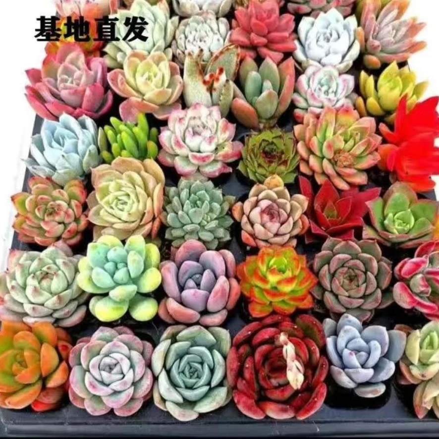 18颗多肉植物套餐 室内小盆栽