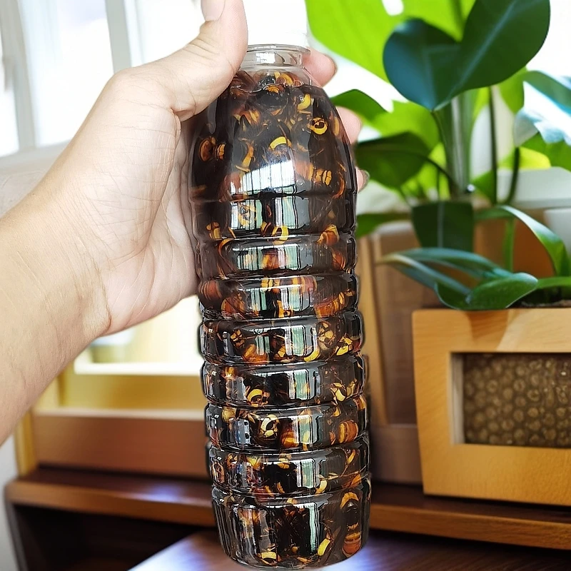 现抓现泡，黑尾老蜂，虎头蜂100只起拍