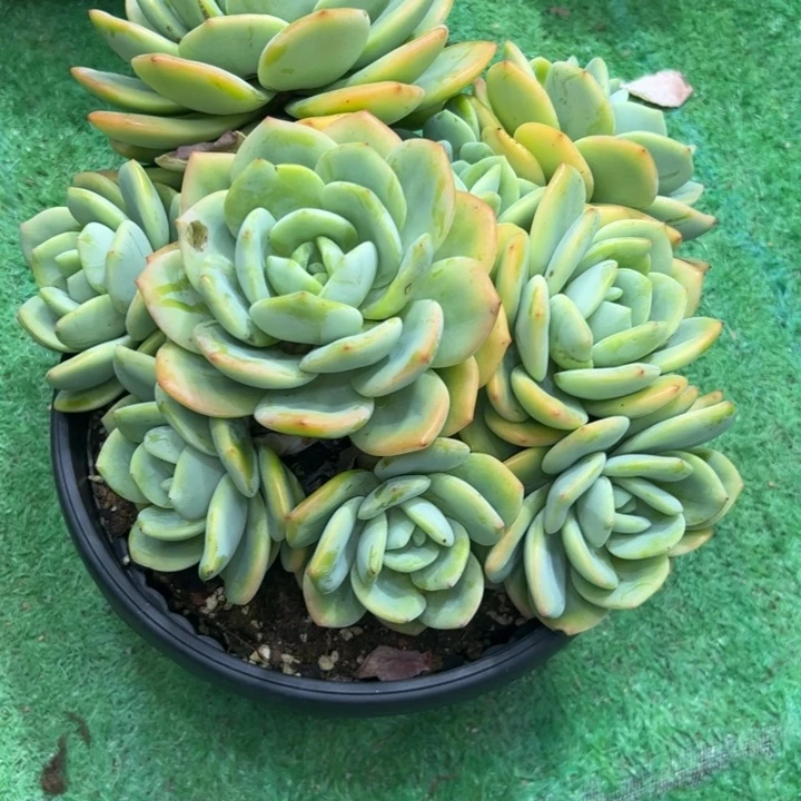 一****?柚子茶多肉，一物一拍