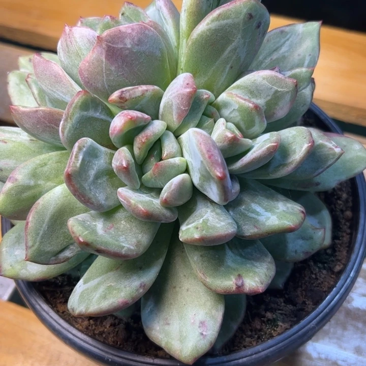 一****?香槟石化，一物一拍