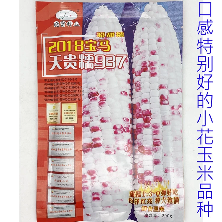晓富彩甜糯2018宝马天贵糯937玉米种籽大棒口感好非转小花玉米种