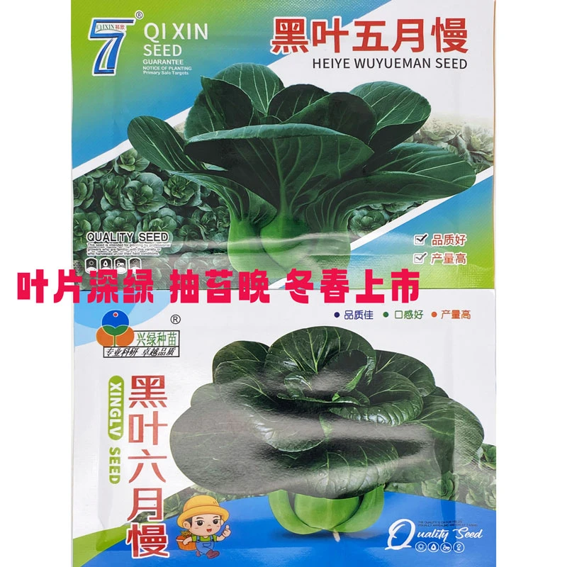 黑叶五月慢青梗菜种籽高产耐冻晚抽苔厚肉黑绿青菜种子40克原装
