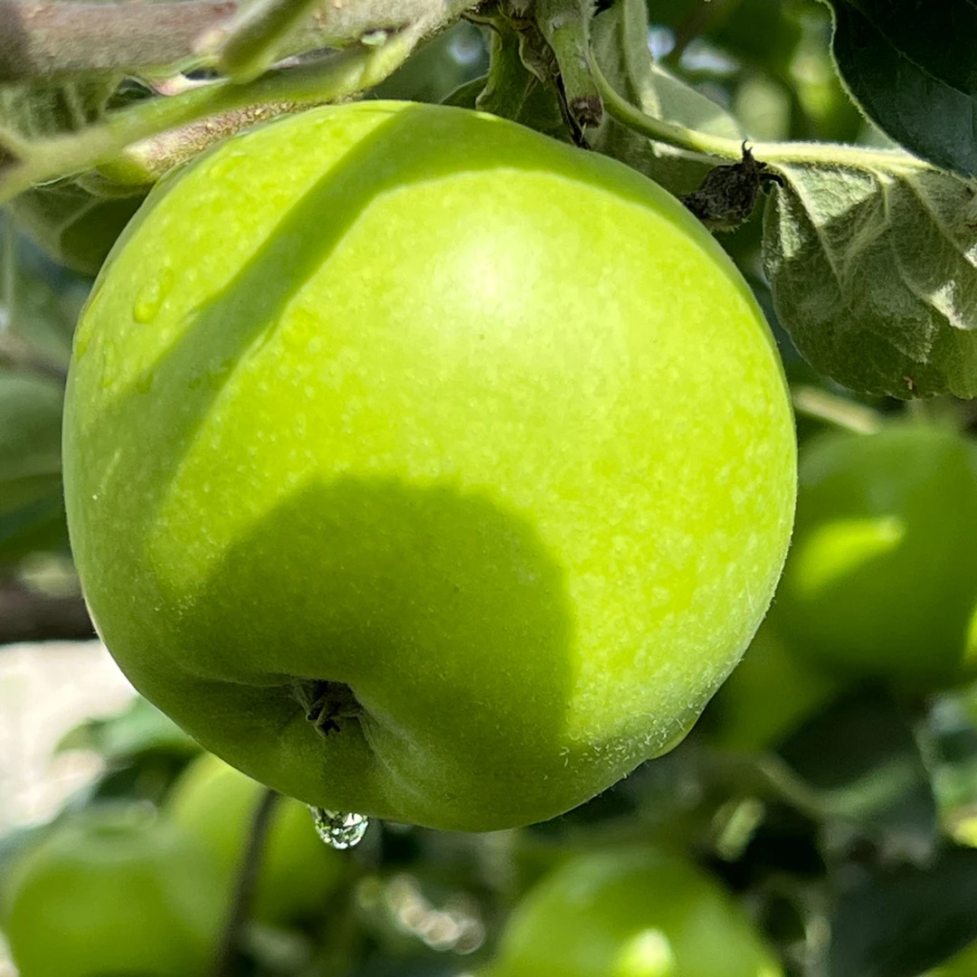 云南昭通正宗青香蕉苹果