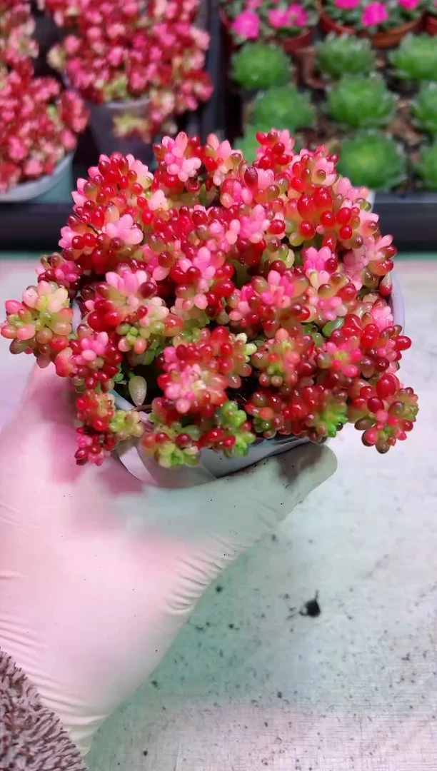 【闪购商品】大盆樱花锦【当天凑满9.9元包邮】
