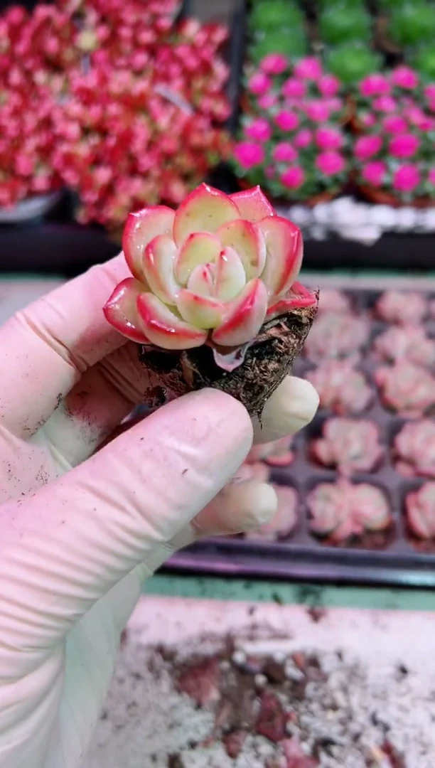 【闪购商品】小泡芙【当天凑满9.9元包邮】