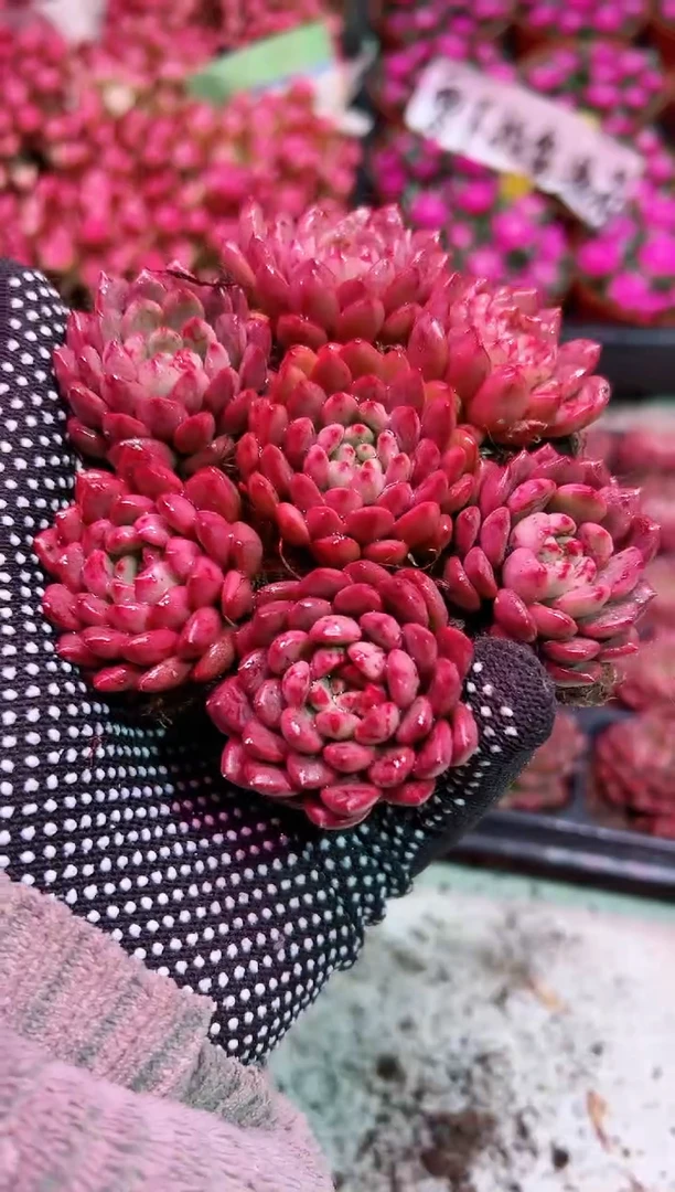 【闪购商品】小苗红宝石7颗[全场满9.9元包邮]