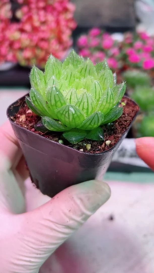 【闪购商品】樱水晶玉露【当天凑满9.9元包邮】