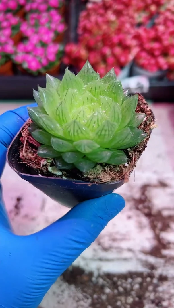 【闪购商品】樱水晶玉露【当天凑满9.9元包邮】