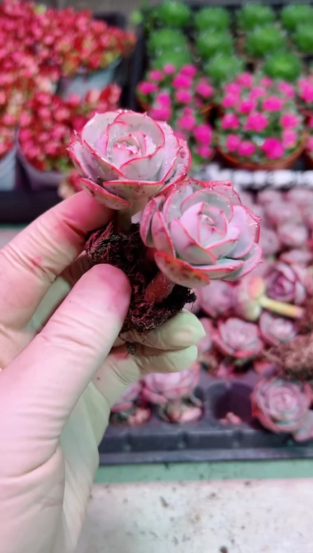 【闪购商品】克罗蒂亚玫瑰【当天凑满9.9元包邮】