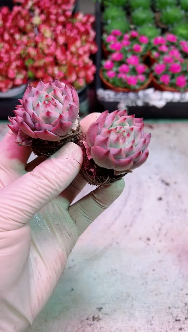 【闪购商品】单头水蜜桃【当天凑满9.9元包邮】