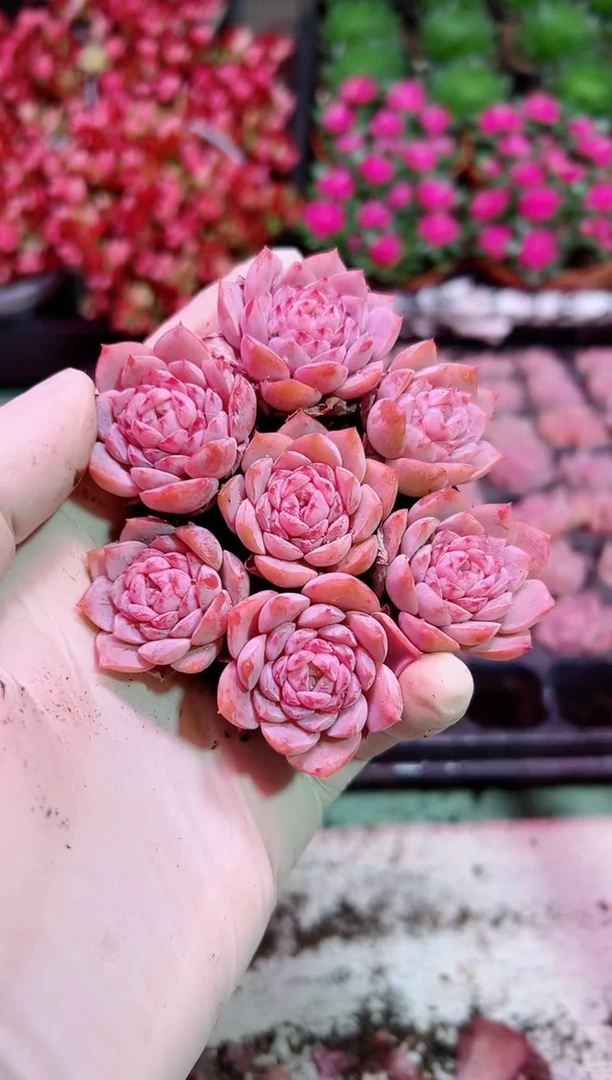 【闪购商品】小恩宠7颗【当天凑满9.9元包邮】