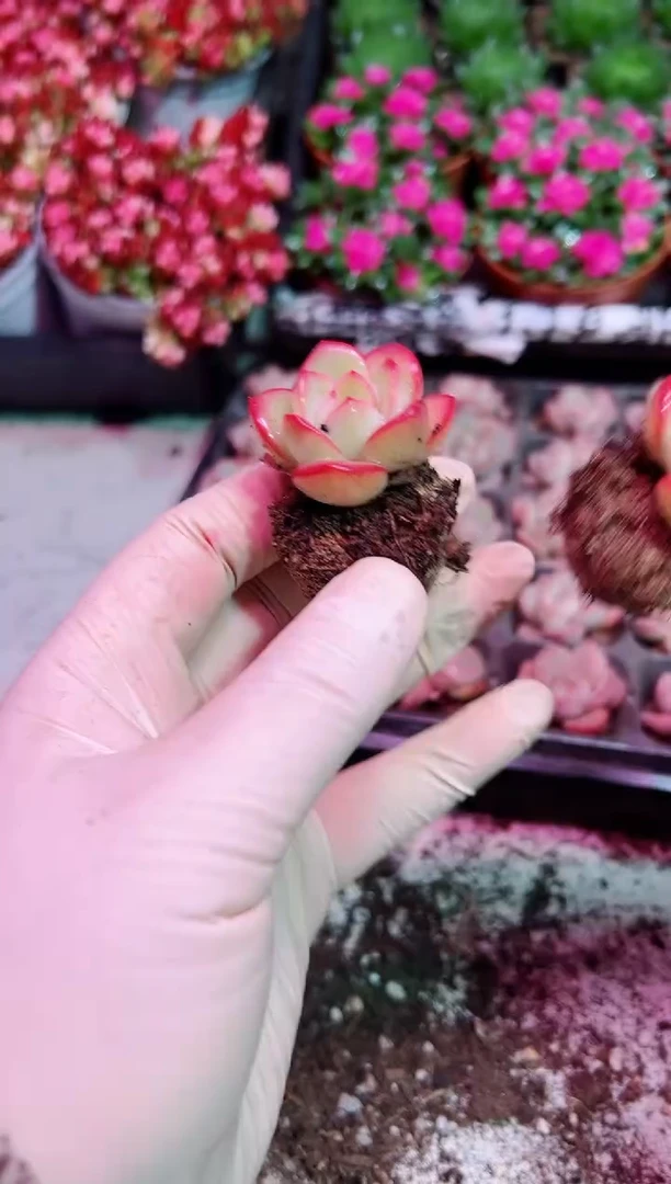 【闪购商品】小泡芙【当天凑满9.9元包邮】