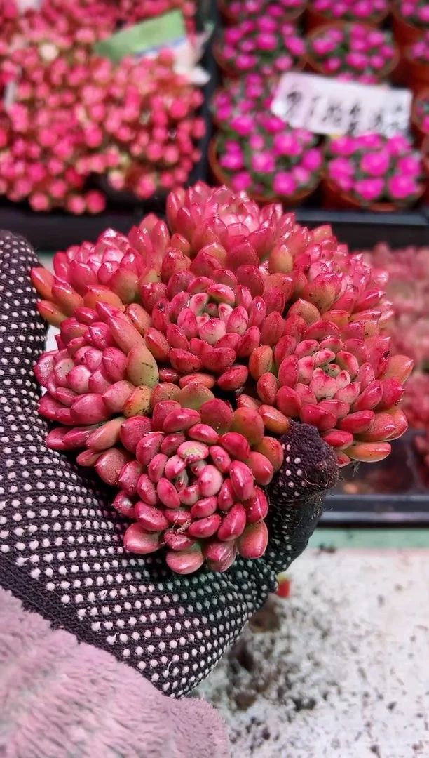 【闪购商品】小苗红宝石7颗【凑满9.9包邮】