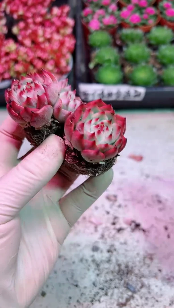 【闪购商品】小苗水蜜桃【当天凑满9.9元包邮】