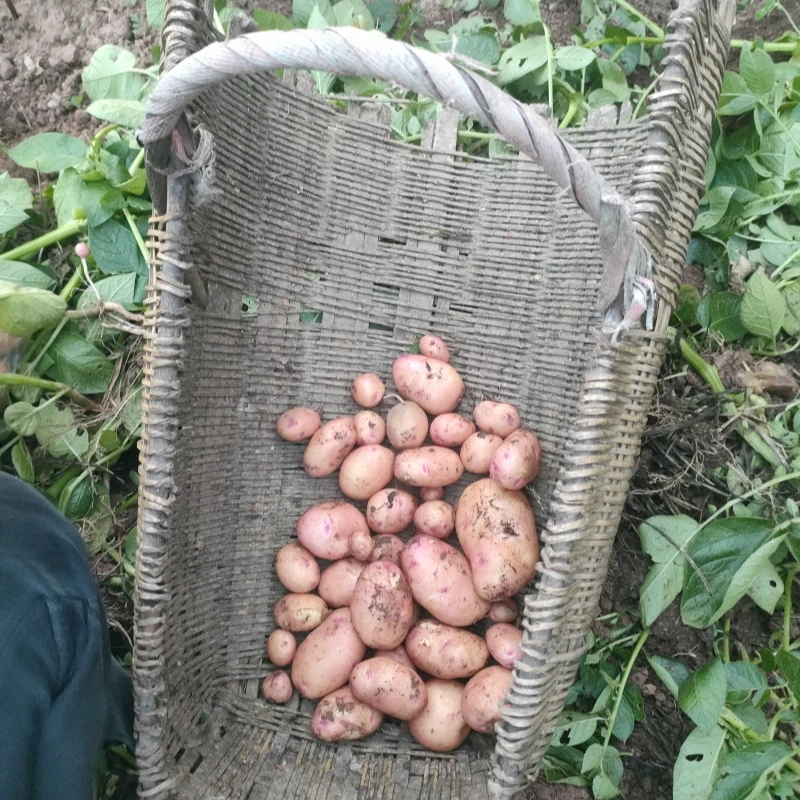 四川农家自种新鲜嫩红皮土豆现挖高山嫩洋芋农村新土豆当季蔬菜