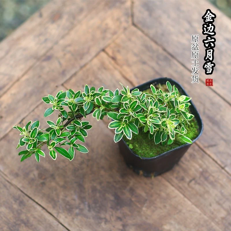 金边提根六月雪盆景桌面造型老桩室内茶桌办公室四季新手好养绿植