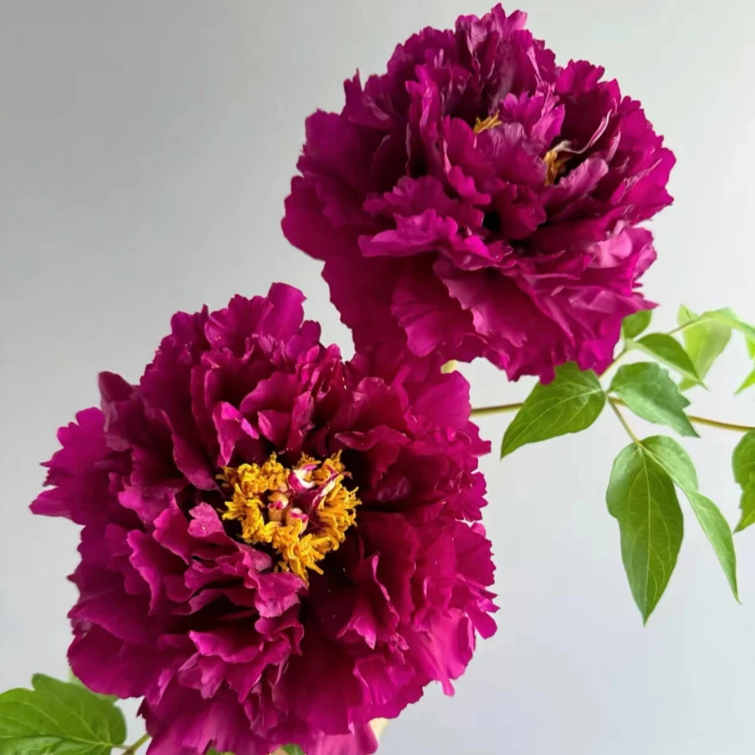 【黑夫人】进口重瓣观赏大牡丹盆栽地栽好成活【包对版】