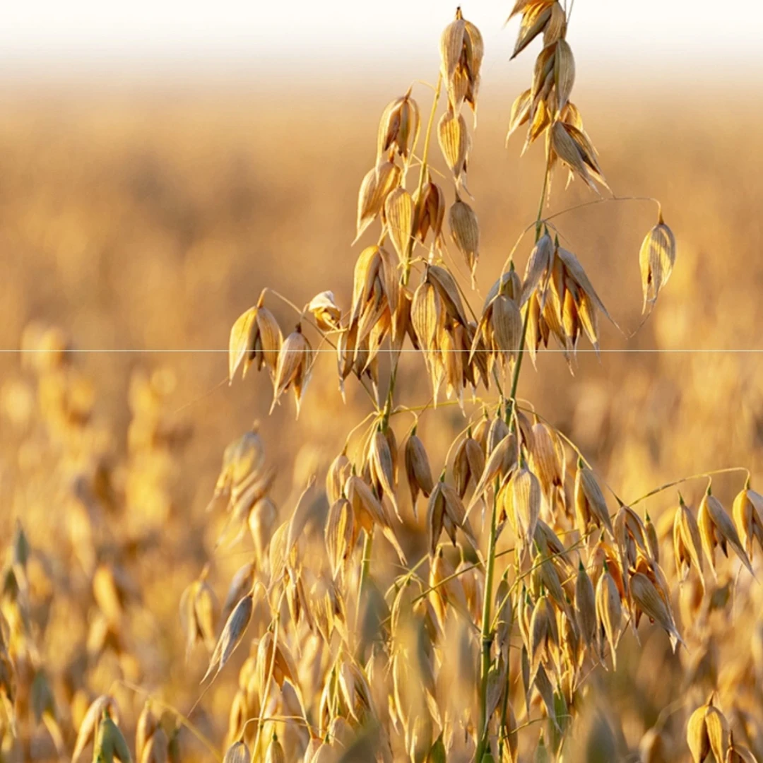 胖东来DL小麦饮 料精心酿造代买现货
