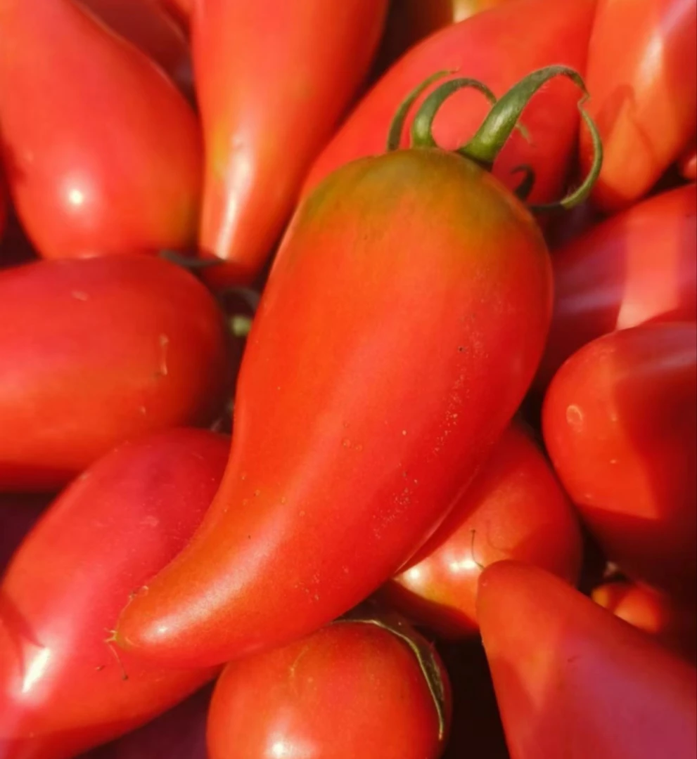 东北榆树农家牛心柿子3/4.5斤包邮老品种起沙自然熟