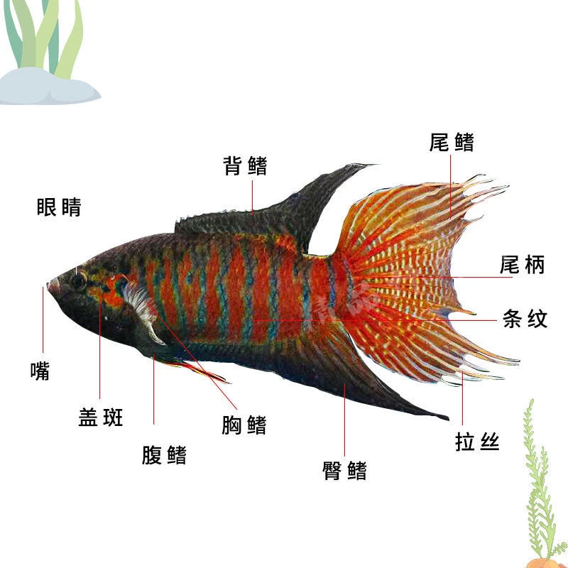 中国斗鱼活体野生普叉观赏鱼好养耐活冷水鱼淡水鱼苗热带耐养包活
