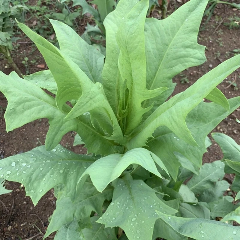 苦荬菜种子牧草种子鸡鸭苦麦菜鹅菜种农家田园苦野菜苦唛菜春秋季