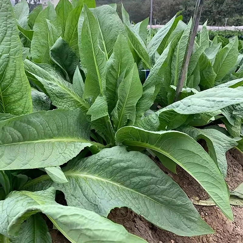 深圳甜麦菜种籽尖叶上洋唛菜种子耐热四季蔬菜籽苦麦菜种苦麻菜