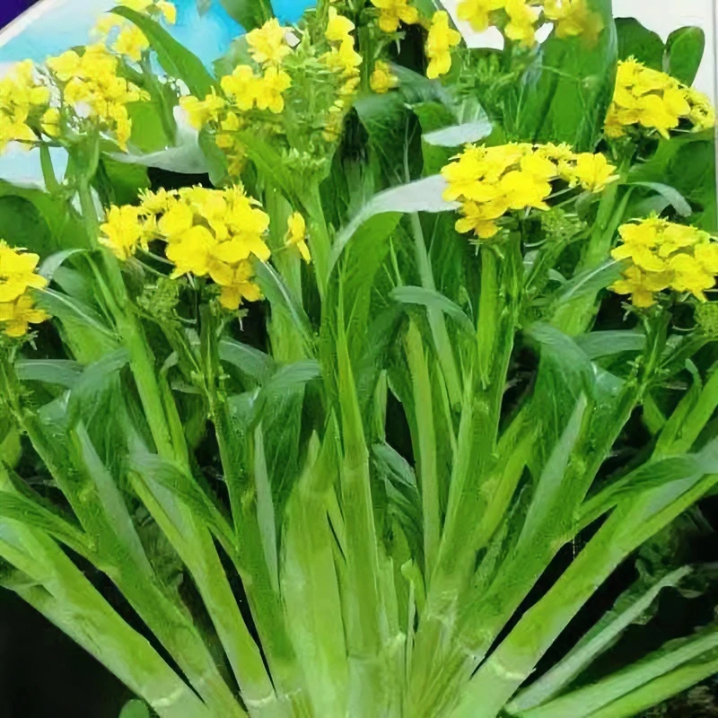 百子千笋甜菜心种子多次采收多笋菜苔多枝多芽菜心菜园蔬菜种子籽