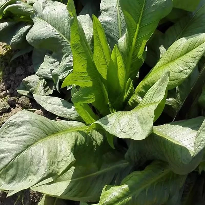 阳春甜翠唛菜种子广东油麦菜种籽苦麦菜耐高温高产四季蔬菜种孑籽