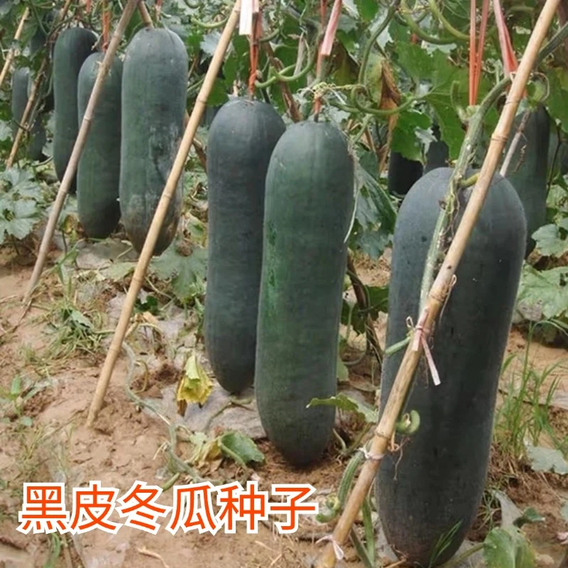 广东黑皮冬瓜种子特大巨型冬瓜四季蔬菜种孑高产粉皮冬瓜节瓜种籽