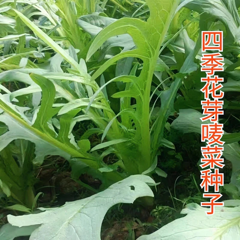花芽甜麦菜四季播种籽香油麦苦荬菜春四季播高产农家苦麻蔬菜种孑