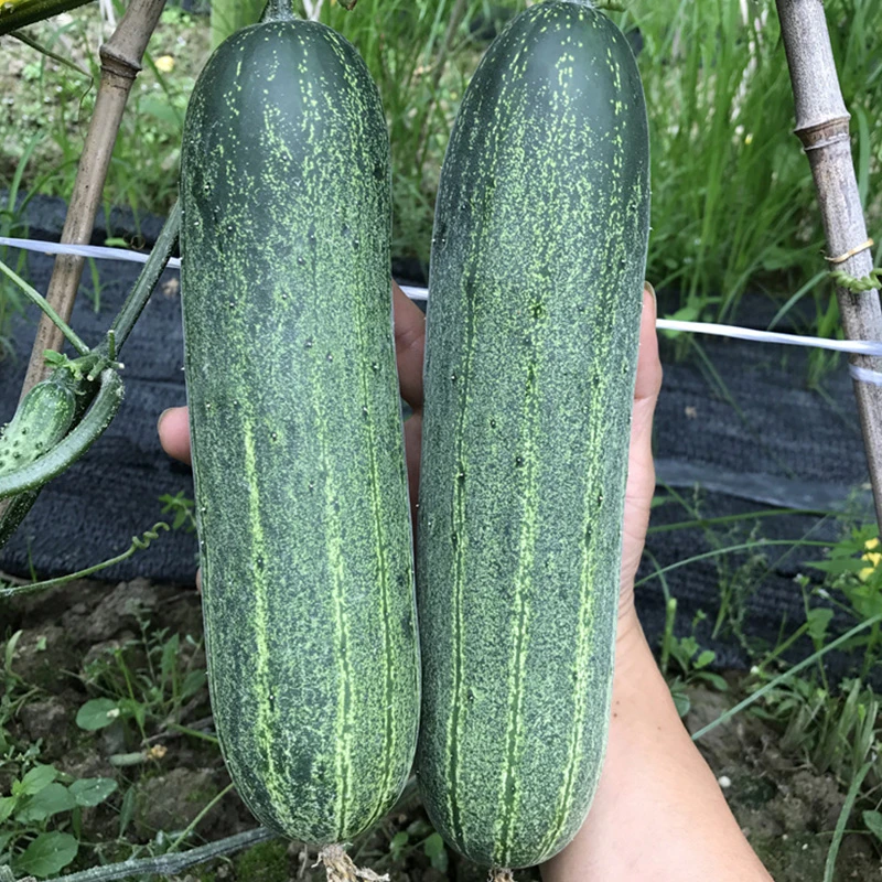 本地黄瓜种子水果脆皮旱黄瓜种子春季阳台菜种四季盆栽蔬菜种籽孑