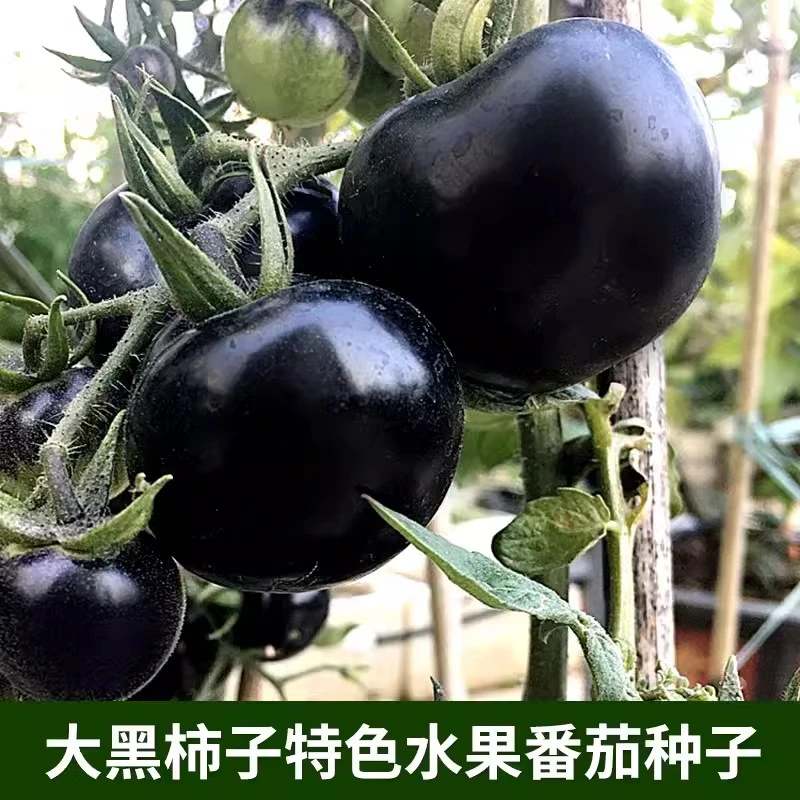 黑珍珠番茄种子高产黑色西红柿圣女果种籽阳台盆栽水果种孑易种活