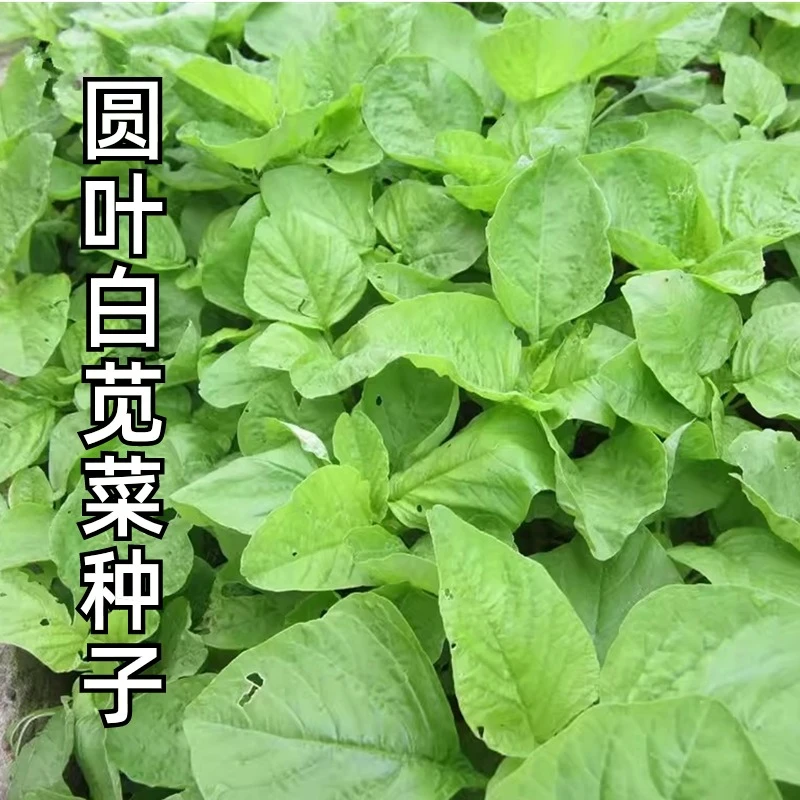 圆叶白苋菜种子籽孑好吃菜抗病高产懒人四季蔬菜青菜种籽阳台庭院