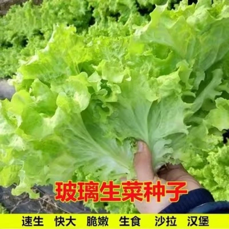 玻璃生菜种子四季盆栽生吃散叶生菜籽阳台庭院种植春秋季蔬菜种子