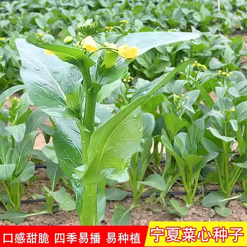 宁夏甜脆菜心种子四季油菜心青菜籽高产农家菜园阳台盆栽蔬菜种孑