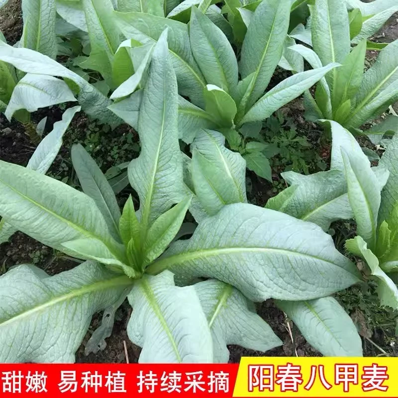 八甲麦甜唛菜种子广东麦菜种籽甜苦麦菜高产春秋季四季蔬菜种孑籽