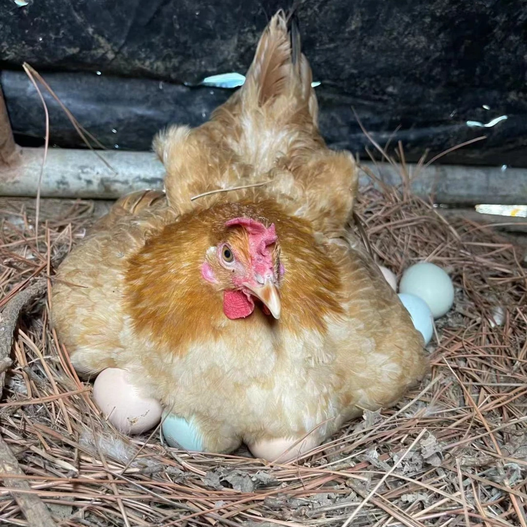 农村土鸡蛋30枚纯五谷喂养新鲜现捡现发营养价值高