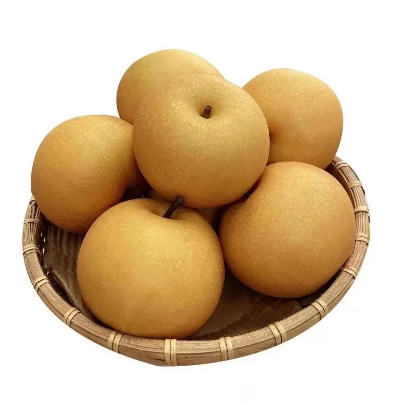 馥乐正宗秋月梨新鲜香甜酥脆现摘皮薄清脆多汁当天采摘爽口大果