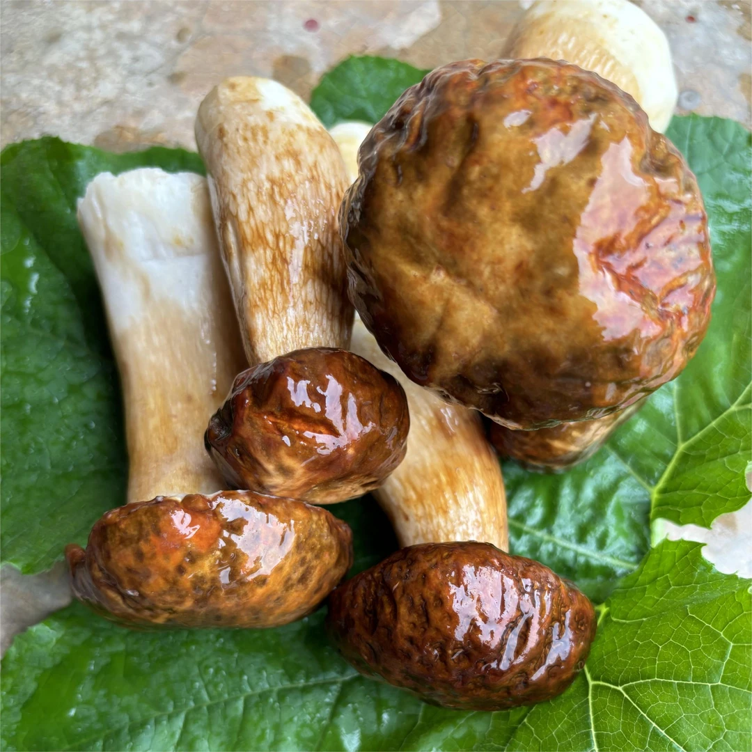 云南野生菌  美味牛肝菌  顺丰特快包邮