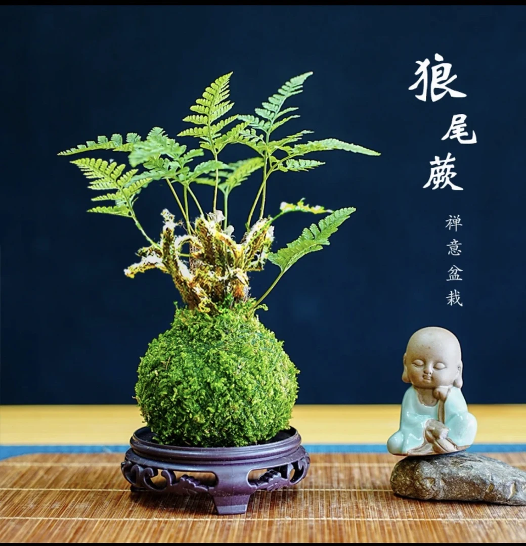 (叶剑波室内植物)狼尾蕨类老桩苔藓球室内耐阴好养绿植净化空气