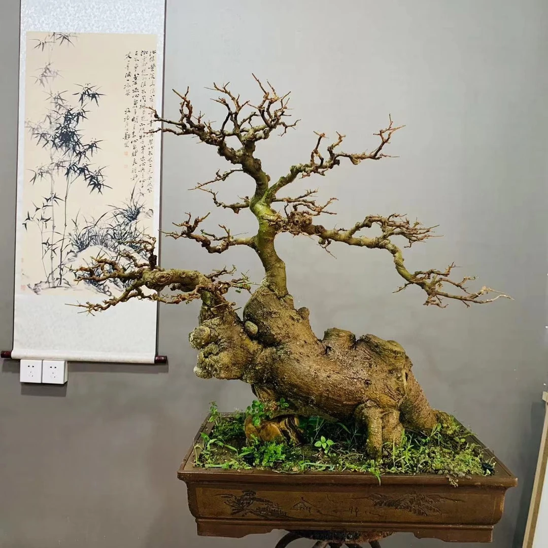 叶剑波手艺 老桩朴树盆景 “犀牛”造型 室内盆栽